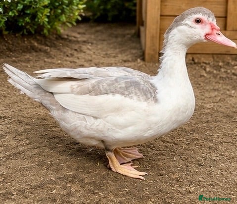 Ducks poultry Muscovy Females  - Advert 2