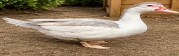 Ducks poultry for sale: Muscovy Females  - Advert 1