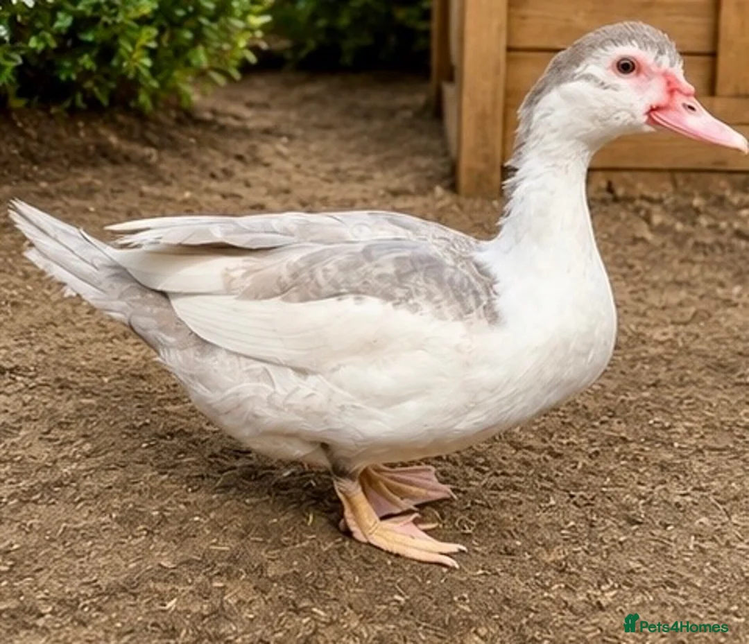 Ducks poultry for sale: Muscovy Females  - Advert 1