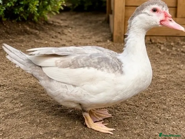 Ducks poultry for sale: Muscovy Females - Advert 1