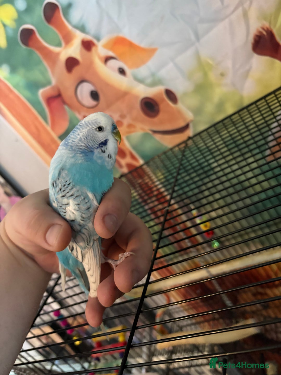 Budgerigars birds for sale: Budgies  - Advert 2