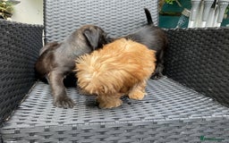 Mixed Breed dogs for sale: ADORABLE LITTER OF SHIH TZU/CHIHUAHUAS - Image 16