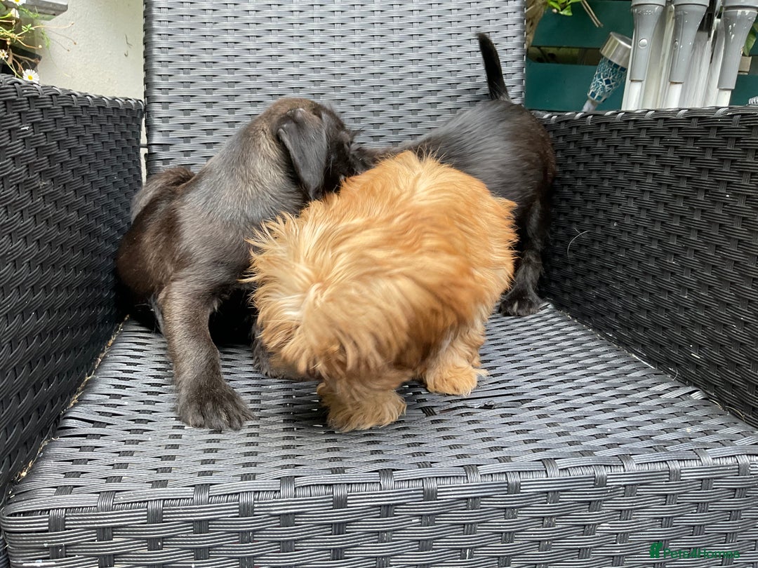Mixed Breed dogs for sale: ADORABLE LITTER OF SHIH TZU/CHIHUAHUAS - Image 16