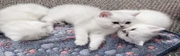 British Shorthair cats for sale: GCCF Champion Lines British Shorthair Black Tipped - Advert 33