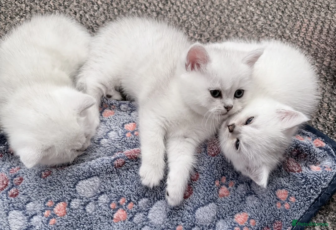 British Shorthair cats for sale: GCCF Champion Lines British Shorthair Black Tipped - Advert 33