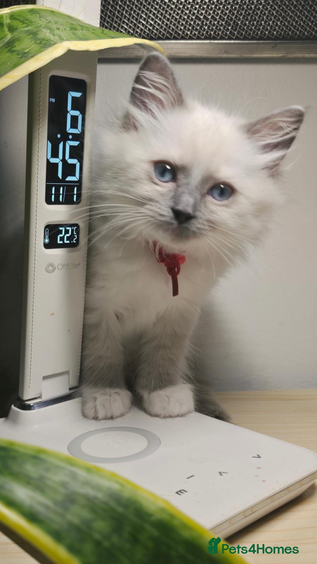 Ragcoon cats for sale: Ragdoll x Main Coon Beautiful Kittens - Advert 1