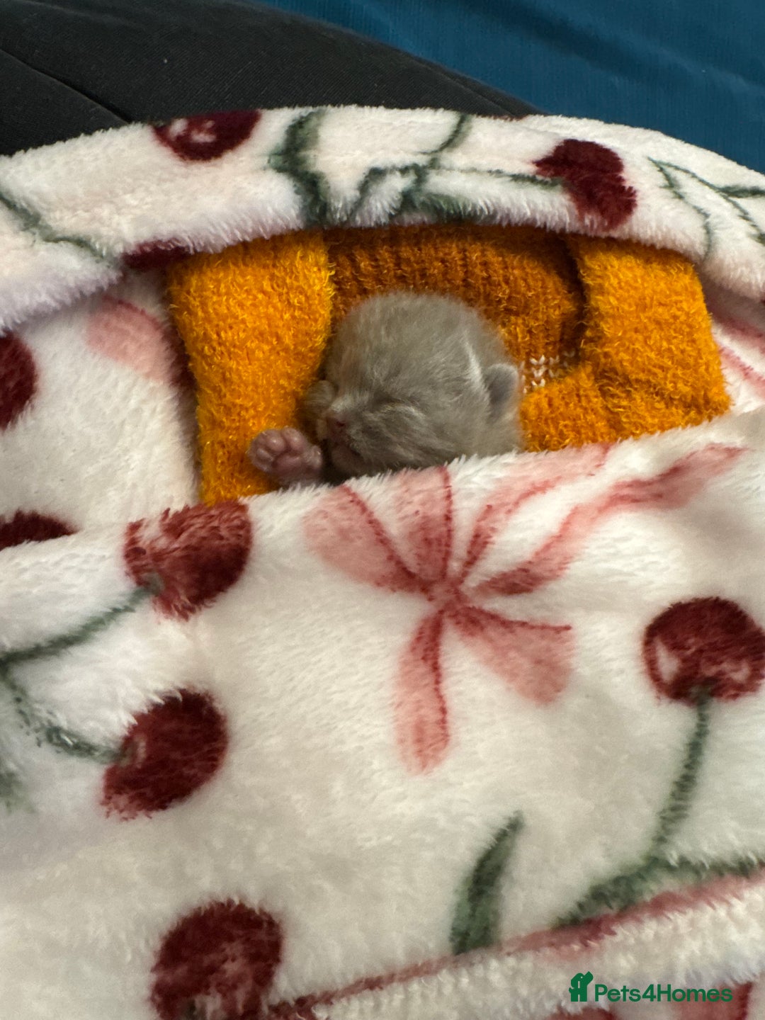 British Shorthair cats for sale: British short hair kittens  - Image 13