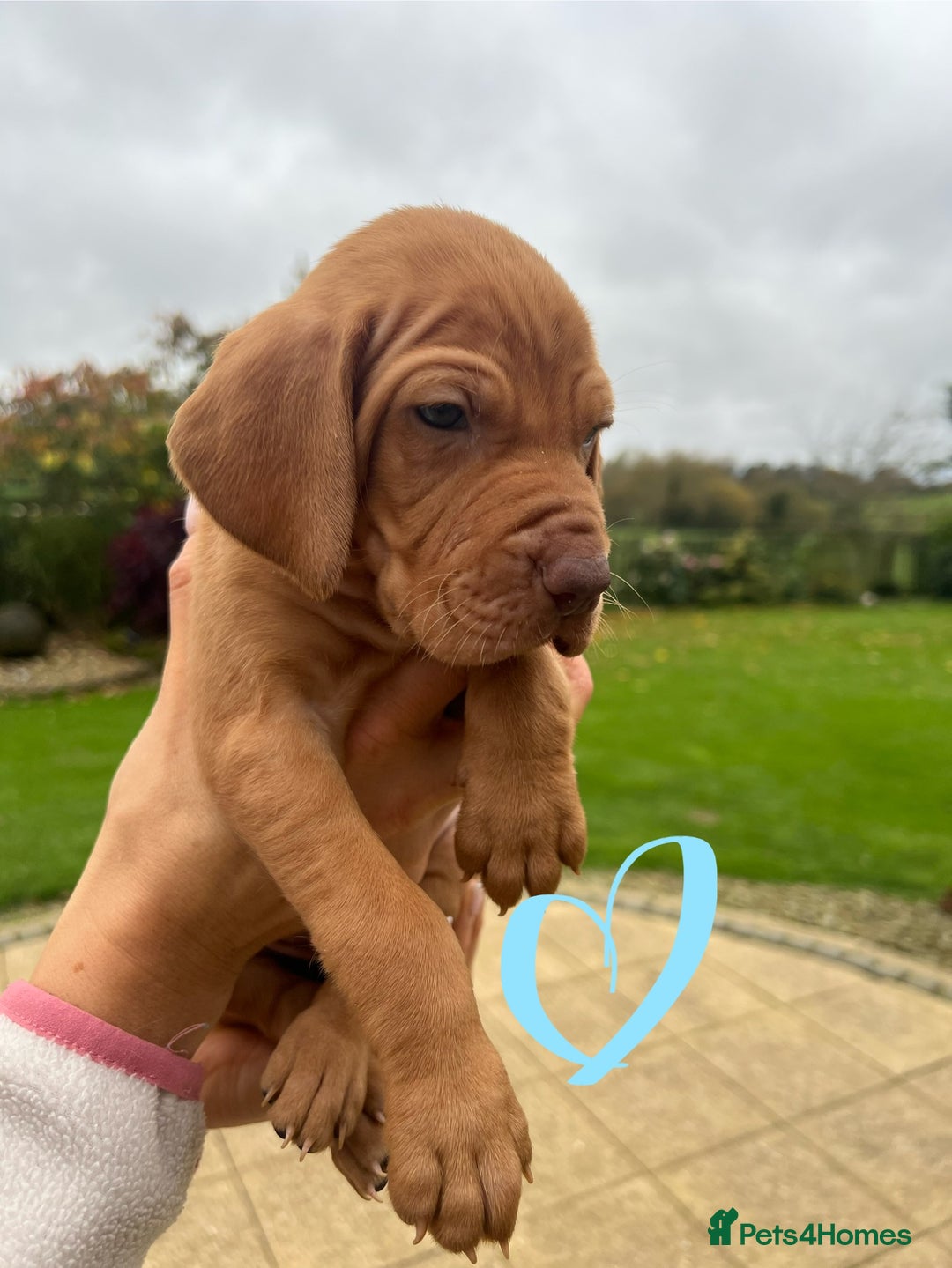 Hungarian Vizsla dogs for sale: Hungarian Vizsla Puppies  - Advert 10