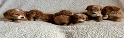 Cockapoo dogs for sale: F1bcockapoo puppies - DNA Health test clear  in Staines - Advert 30