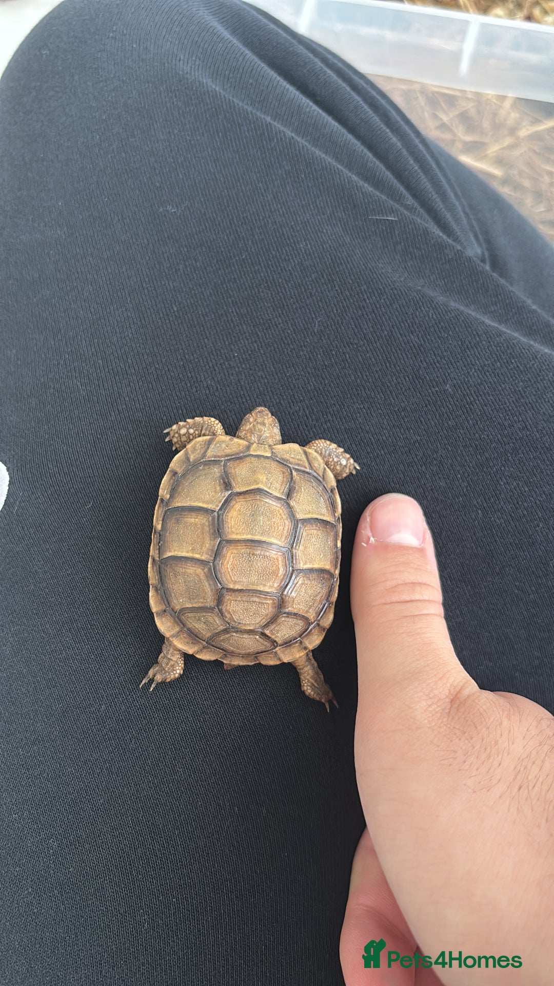 Tortoise reptiles for sale: Tortoise - Advert 4
