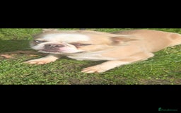 French Bulldog dogs for sale: French bulldog pups pink/fluffy READY NOW - Image 12