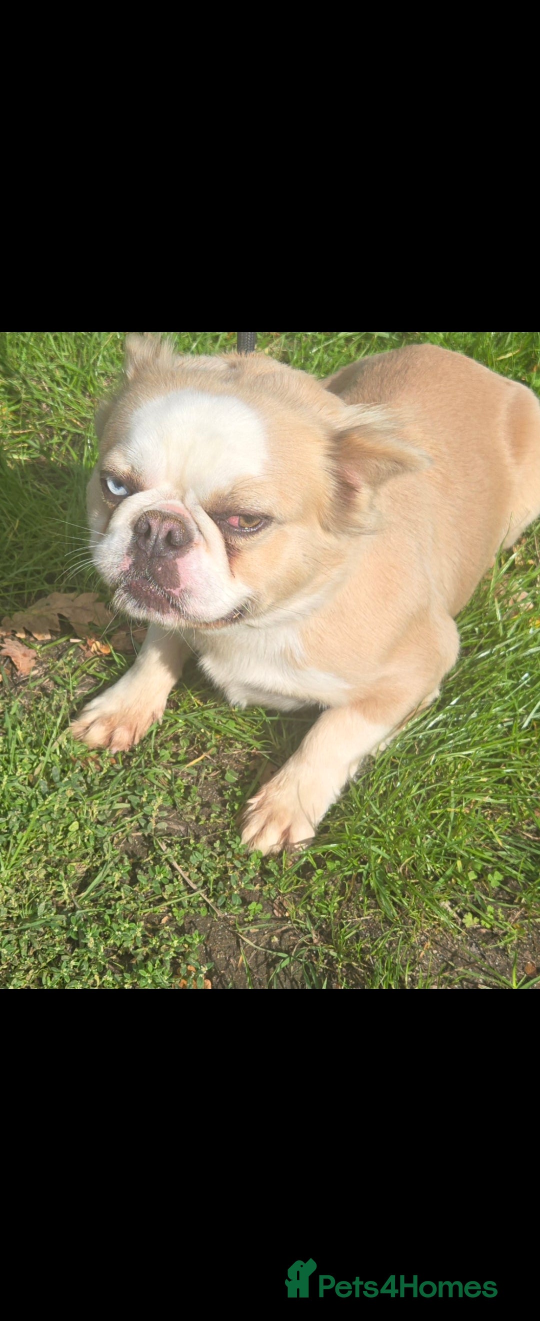 French Bulldog dogs for sale: French bulldog pups pink/fluffy READY NOW - Image 12
