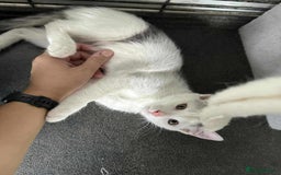 Mixed Breed cats for adoption: Korey - Norwich Norfolk  - Image 7