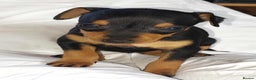 Miniature Pinscher dogs for sale: LAST PUPPY - LADYLUCKPINS KC MIN PINS - Advert 35