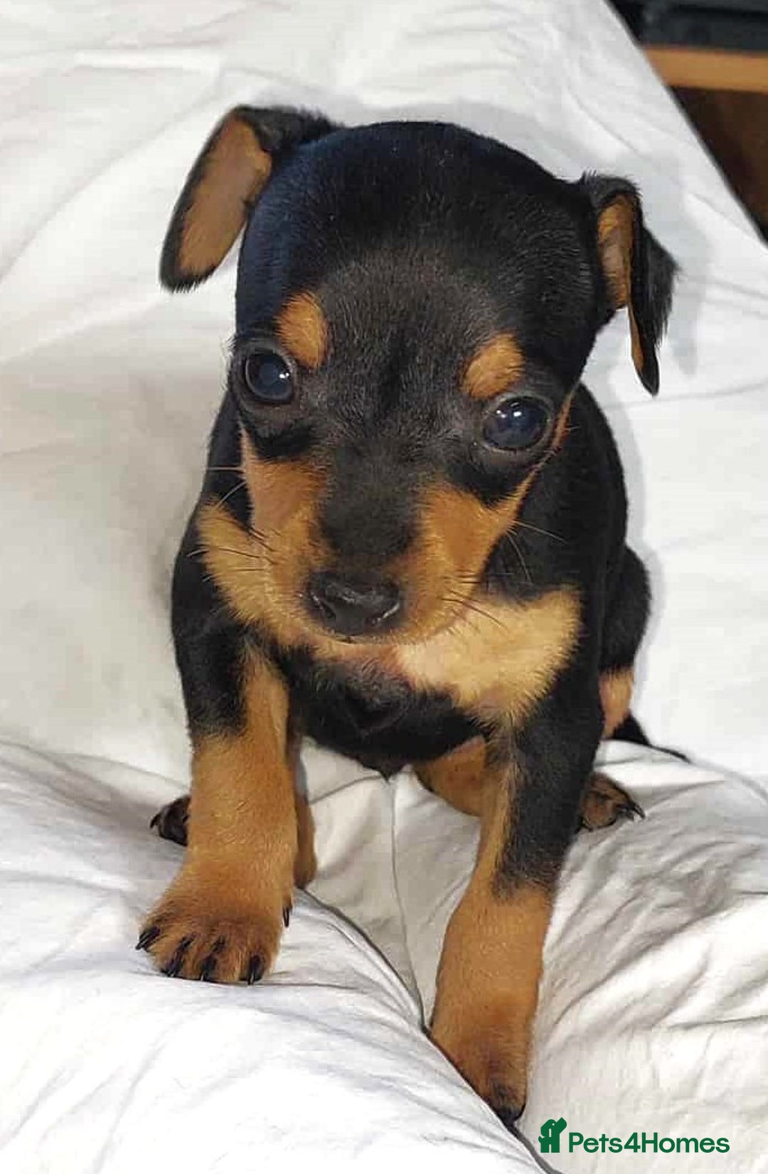 Miniature Pinscher dogs for sale: LAST PUPPY - LADYLUCKPINS KC MIN PINS - Advert 35