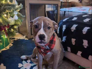 English Bulldog dogs olde English bulldogs OPEN TO OFFERS. - Advert 12