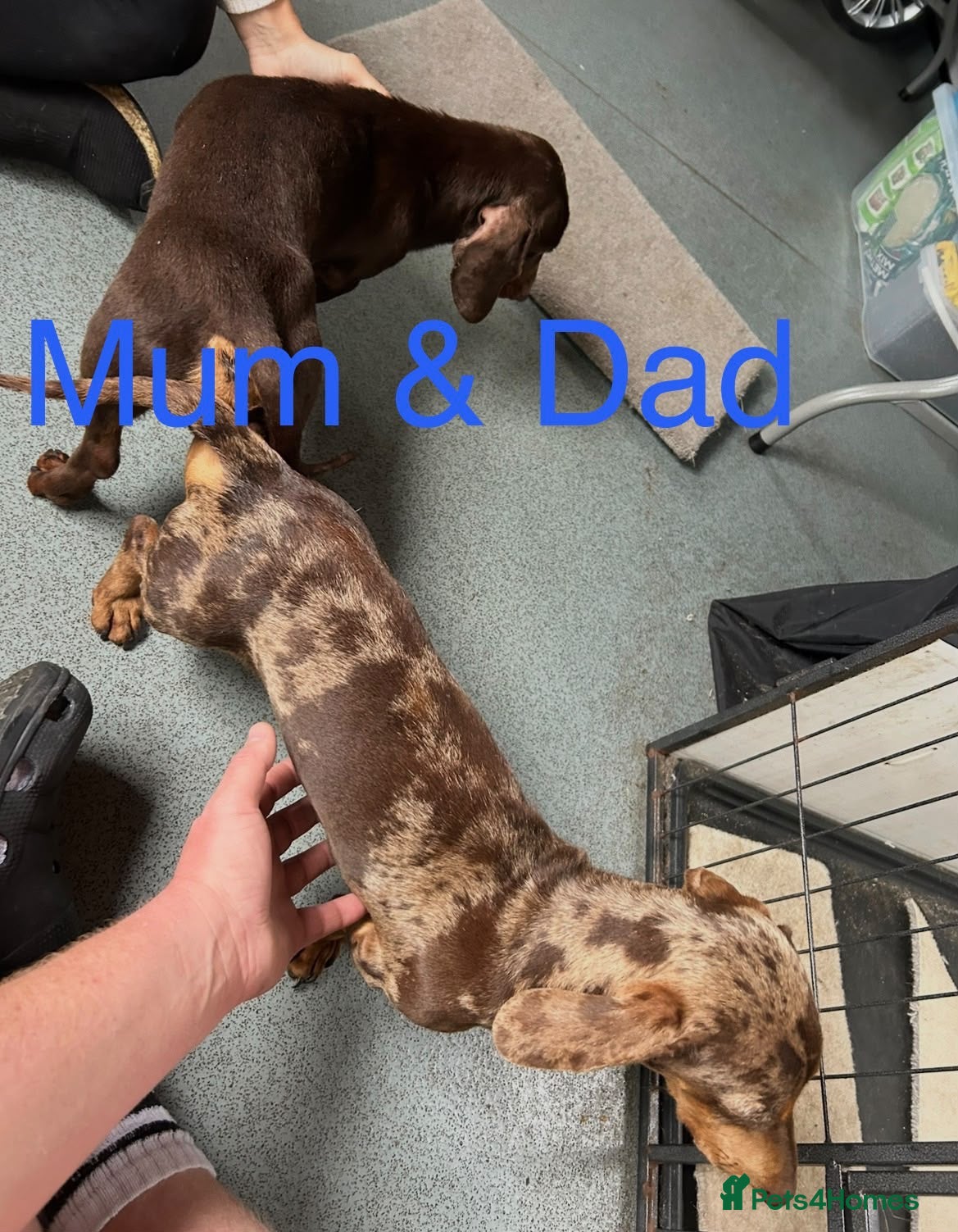 Miniature Dachshund dogs Dachshund  - Advert 2