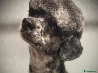 Miniature Poodle dogs beautiful blue merle miniature poodle in Swanley - Advert 1