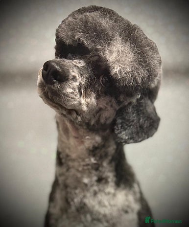 Miniature Poodle dogs beautiful blue merle miniature poodle in Swanley - Advert 1