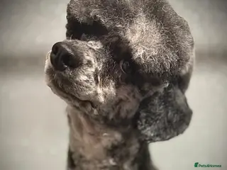 Miniature Poodle dogs beautiful blue merle miniature poodle in Swanley - Advert 8