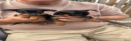 Miniature Pinscher dogs for sale: Puppies  - Advert 2