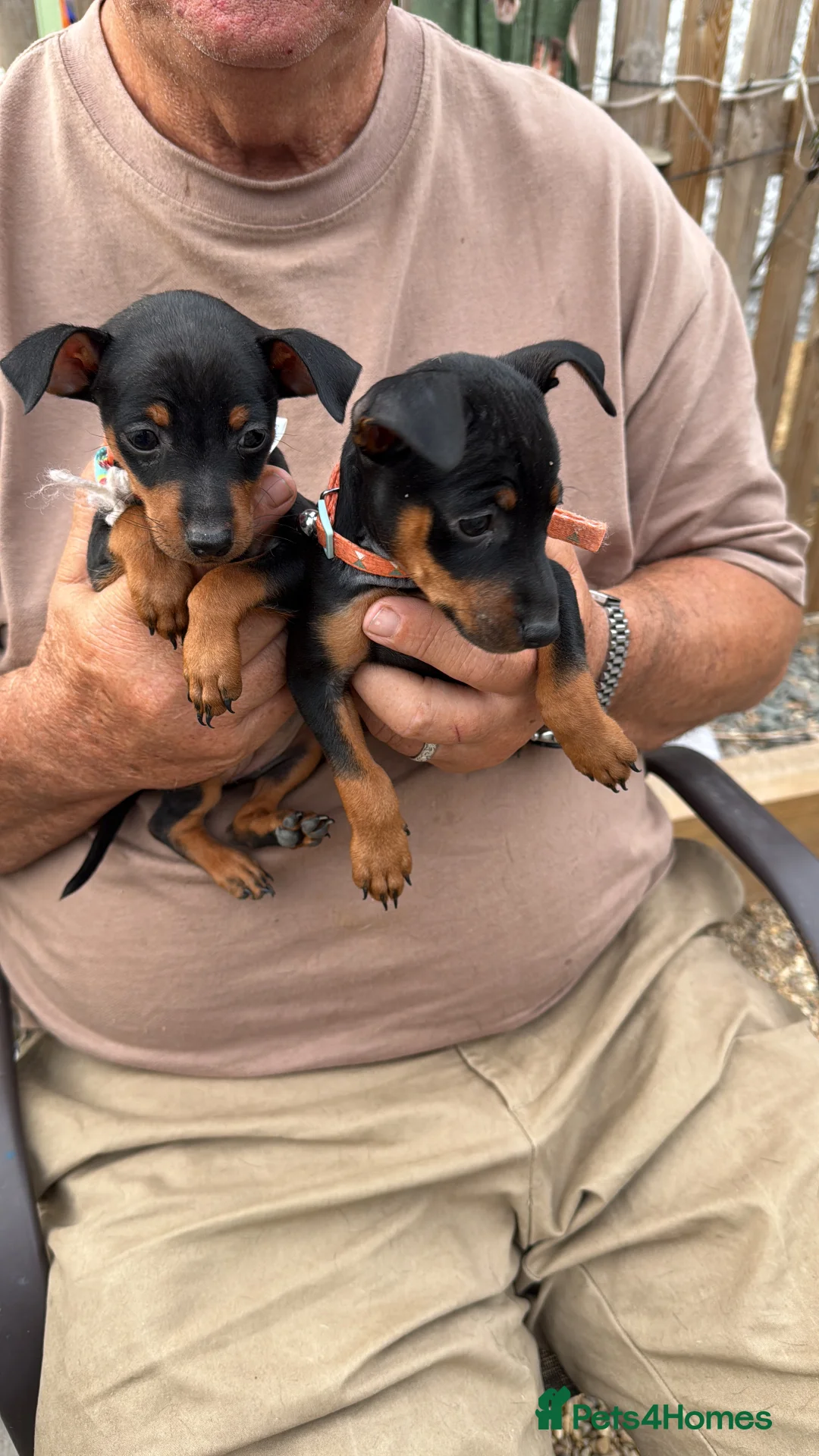 Miniature Pinscher dogs for sale: Puppies  - Advert 2