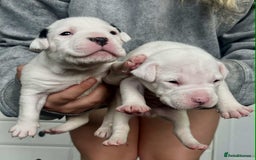 American Bulldog dogs for sale: Beautiful American bulldog puppies for sale - Image 2