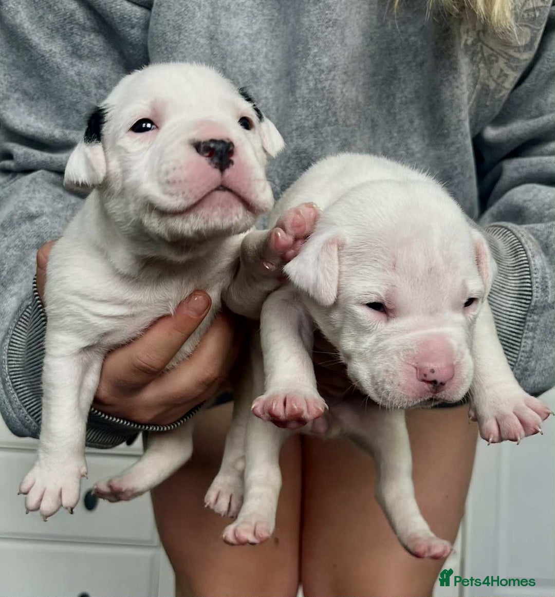 American Bulldog dogs for sale: Beautiful American bulldog puppies for sale - Image 2