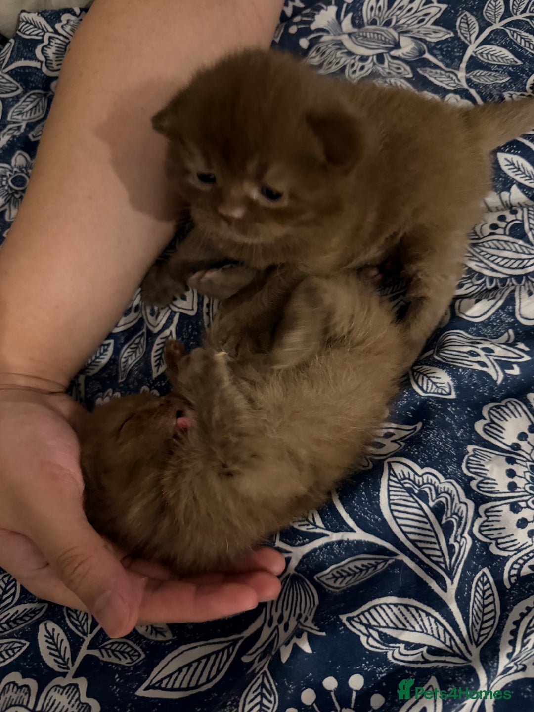 British Shorthair cats for sale: Chocolate British Shorthair Kittens - Advert 11