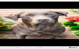 Labrador Retriever dogs for sale: KC registered labs ready to leave now *2 left* - Image 9
