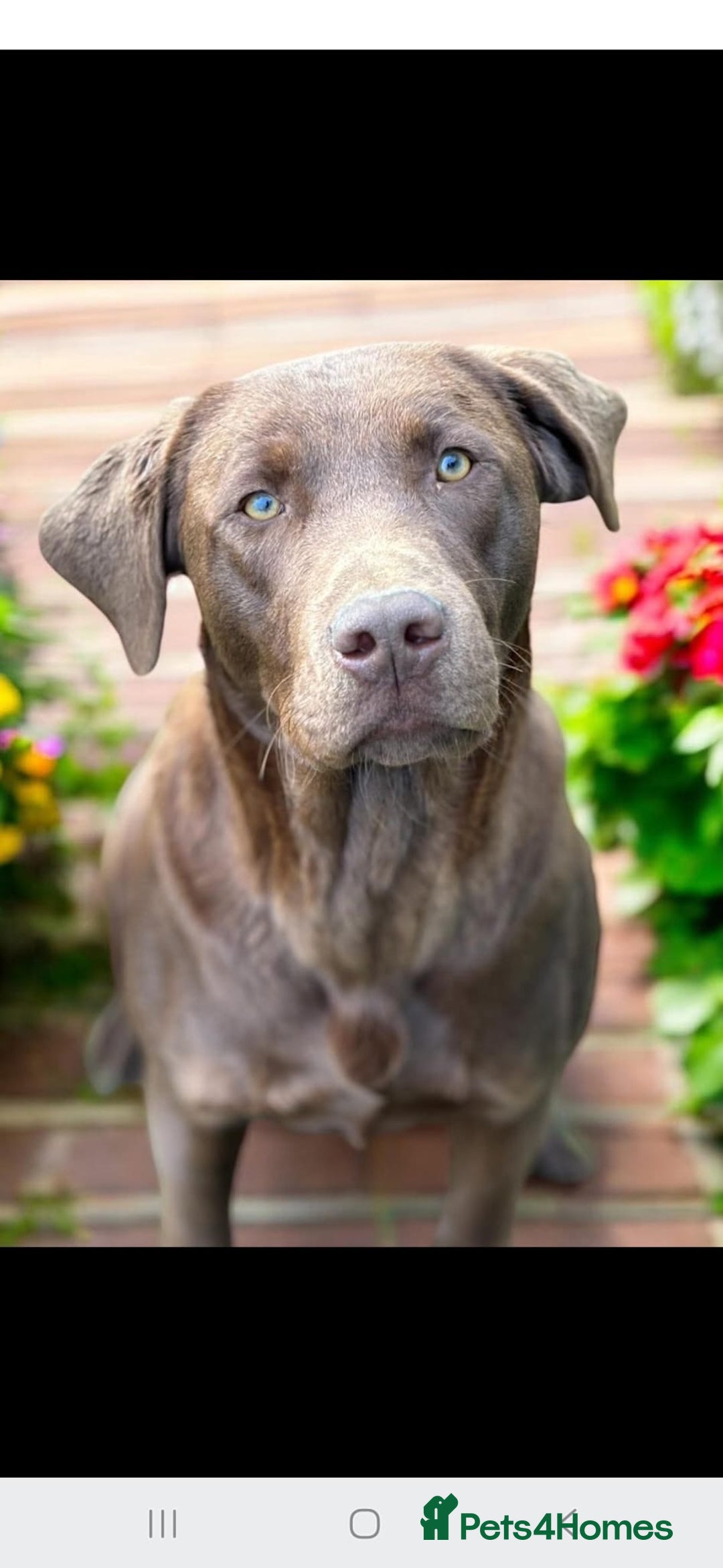 Labrador Retriever dogs for sale: KC registered labs ready to leave now *2 left* - Image 9