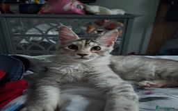 Maine Coon cats for sale: TICA REGISTERED PEDIGREE MAINE COON KITTEN'S - Image 8