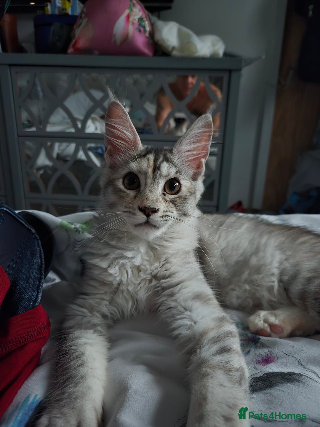 Maine Coon cats for sale: TICA REGISTERED PEDIGREE MAINE COON KITTEN'S - Image 8