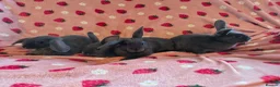 Mini Lop rabbits for sale: Mini lop smokey bkue grey otter in Manchester - Advert 2