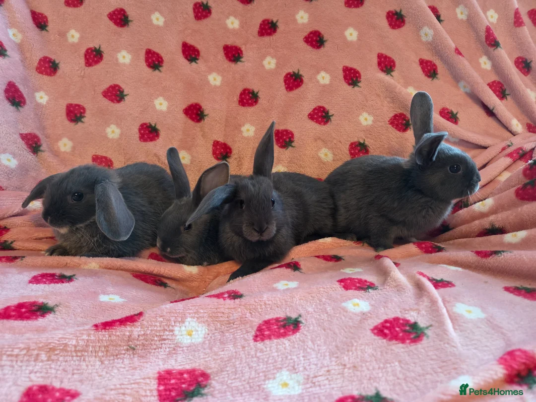 Mini Lop rabbits for sale: Mini lop smokey bkue grey otter in Manchester - Advert 2