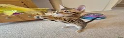 Bengal cats for sale: Stunning Pedigree Bengal Kittens - Advert 12