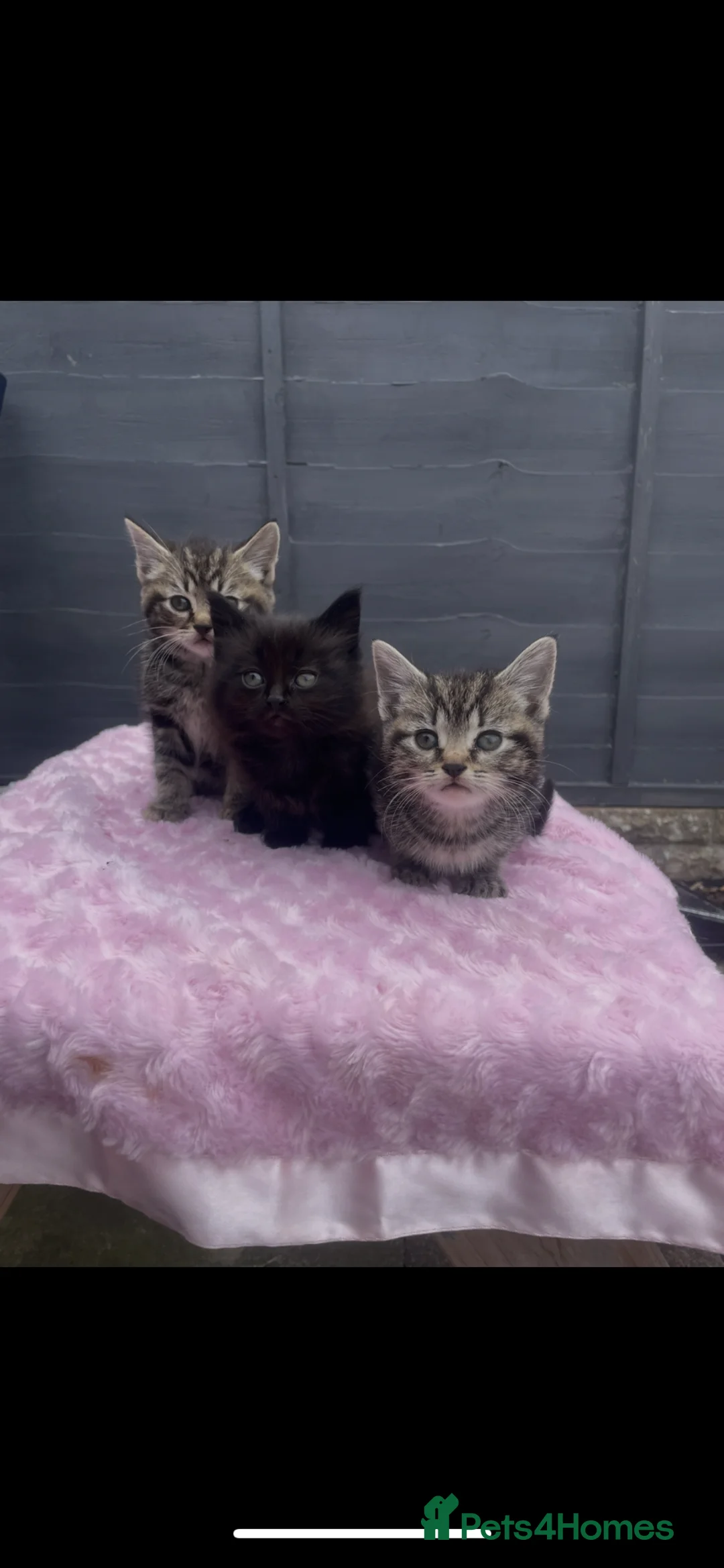 Mixed Breed cats for sale: 2 females 1 male kittens ready now  - Advert 2