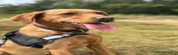 Labrador Retriever dogs for sale: New Home Needed ASAP in Barnard Castle - Advert 1