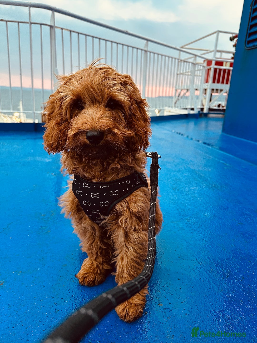 Cockapoo dogs for stud: Bear – DNA Tested Cockapoo Stud (Poodle-Dominant) - Advert 36