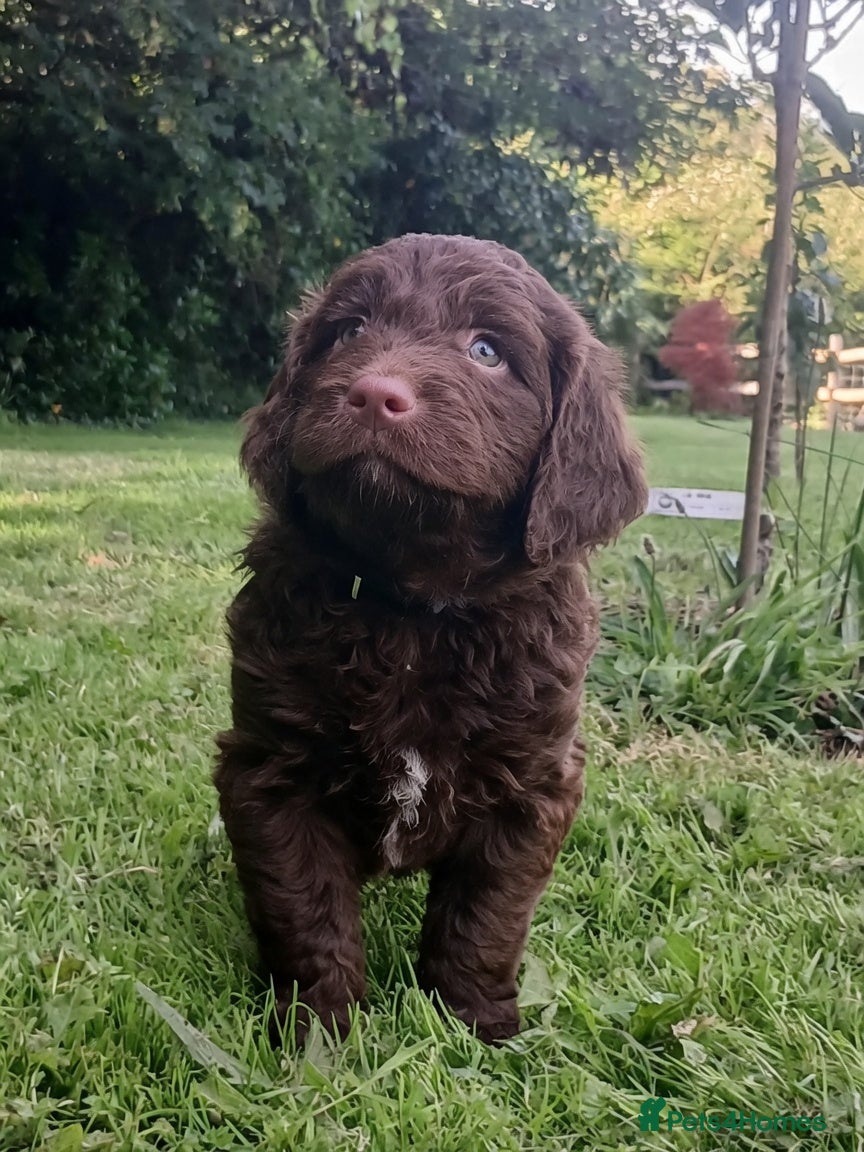 Sproodle dogs Gorgeous Chocolate F1 Sproodle Puppies *2 Left* - Advert 2