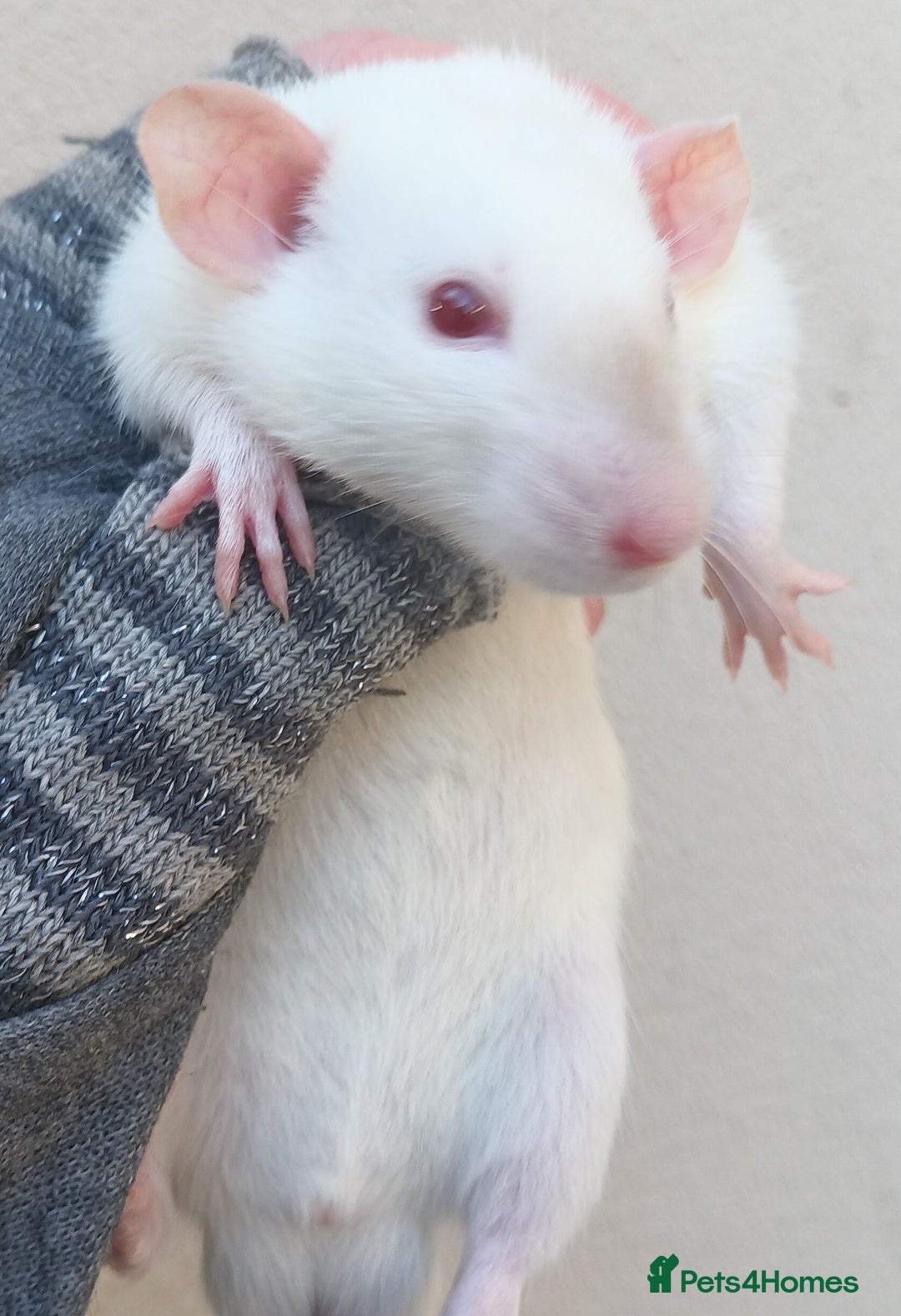 Rat rodents for sale: Baby rats - standard and dwarf  - Advert 4