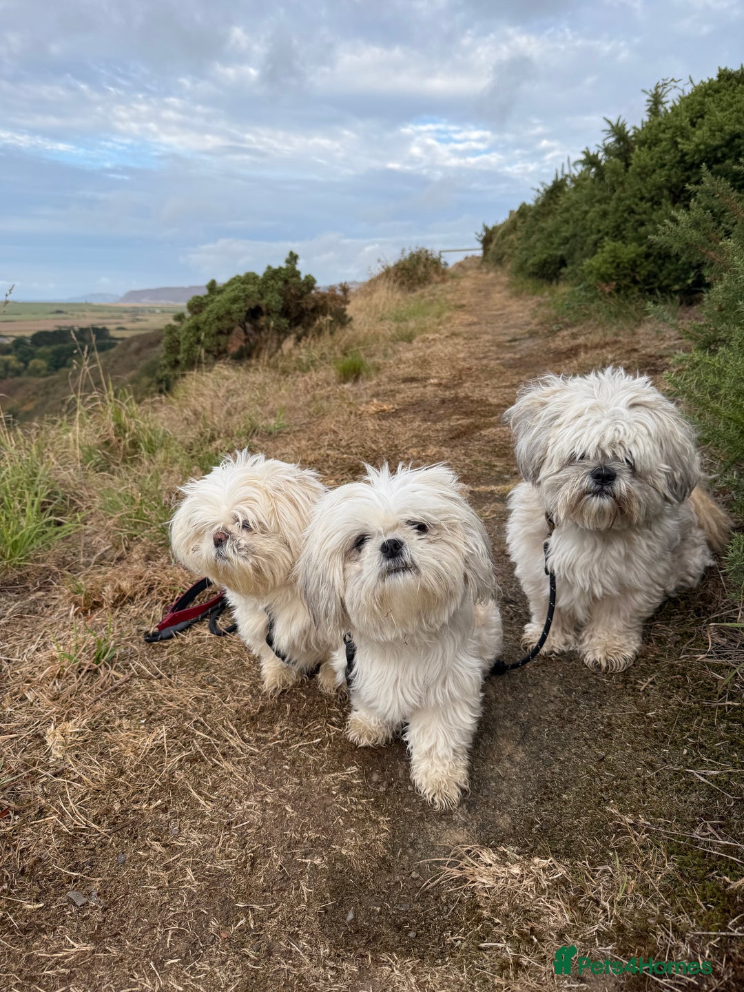 Lhasa Apso dogs for stud: ❤️JORGIE,LHASA APSO STUD❤️ - Advert 4