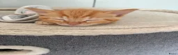 Mixed Breed cats for sale: Ready Saturday - Gorgeous Ragdoll X Ginger Kitten - Advert 19