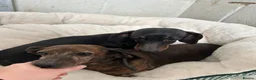 Miniature Dachshund dogs for sale: Pair of Female Miniature KC Dachsunds  - Advert 12