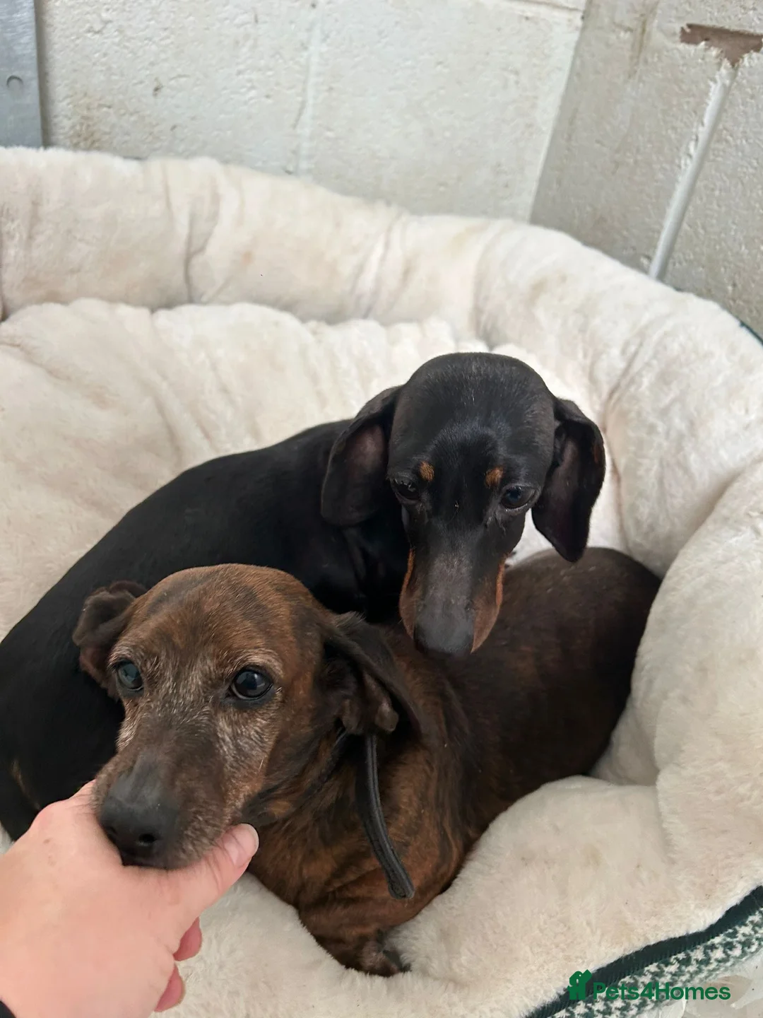 Miniature Dachshund dogs for sale: Pair of Female Miniature KC Dachsunds  - Advert 12