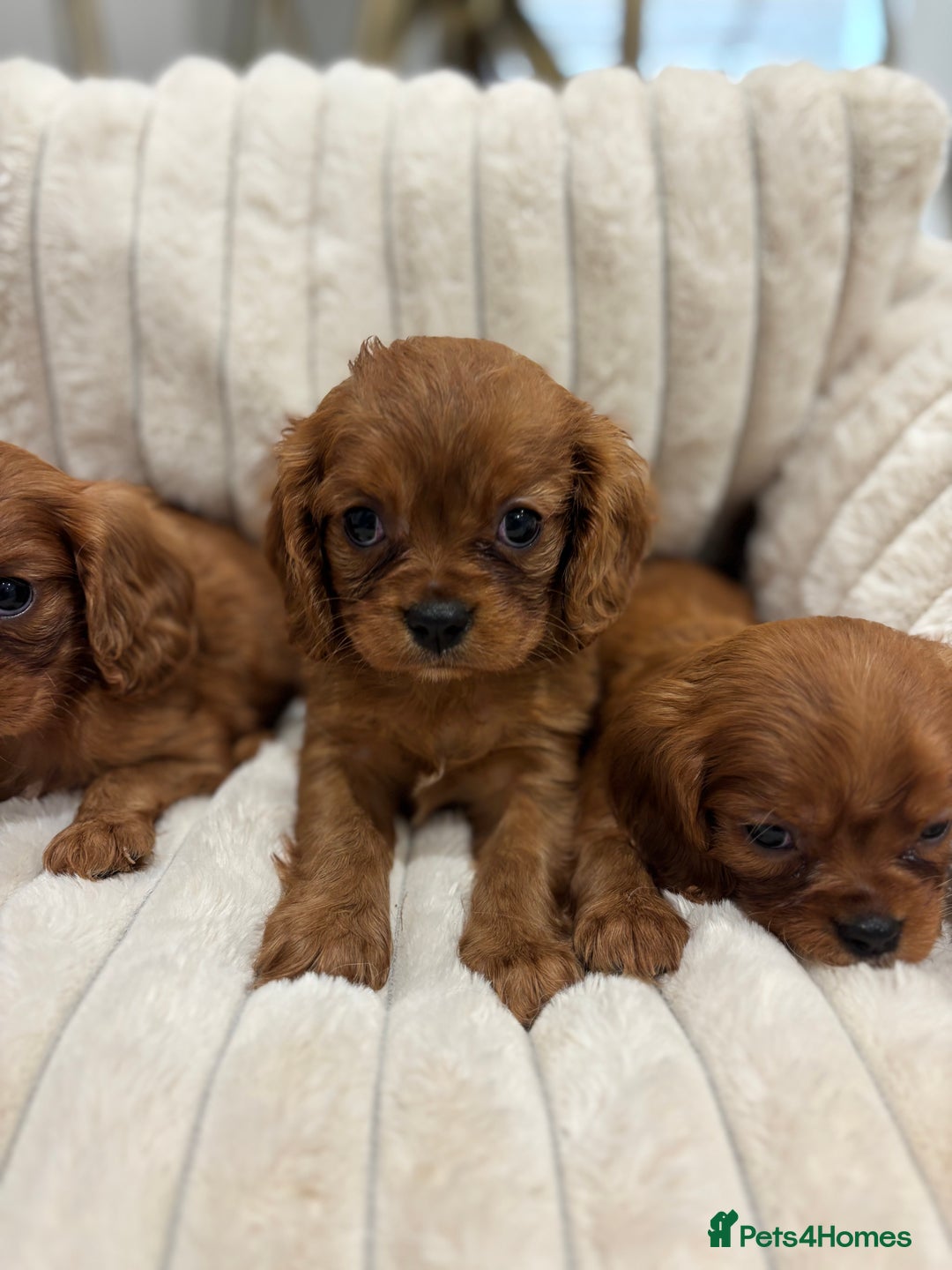 Cavalier King Charles Spaniel dogs for sale: KC registered Health tested King Charles cavalier - Advert 14
