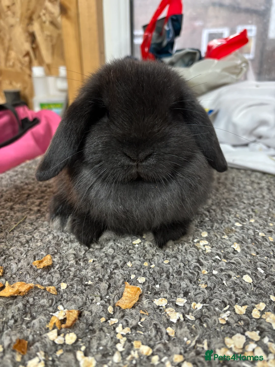 Mini Lop rabbits for sale: BRC rung and Vaccianted Minilop baby  - Advert 2