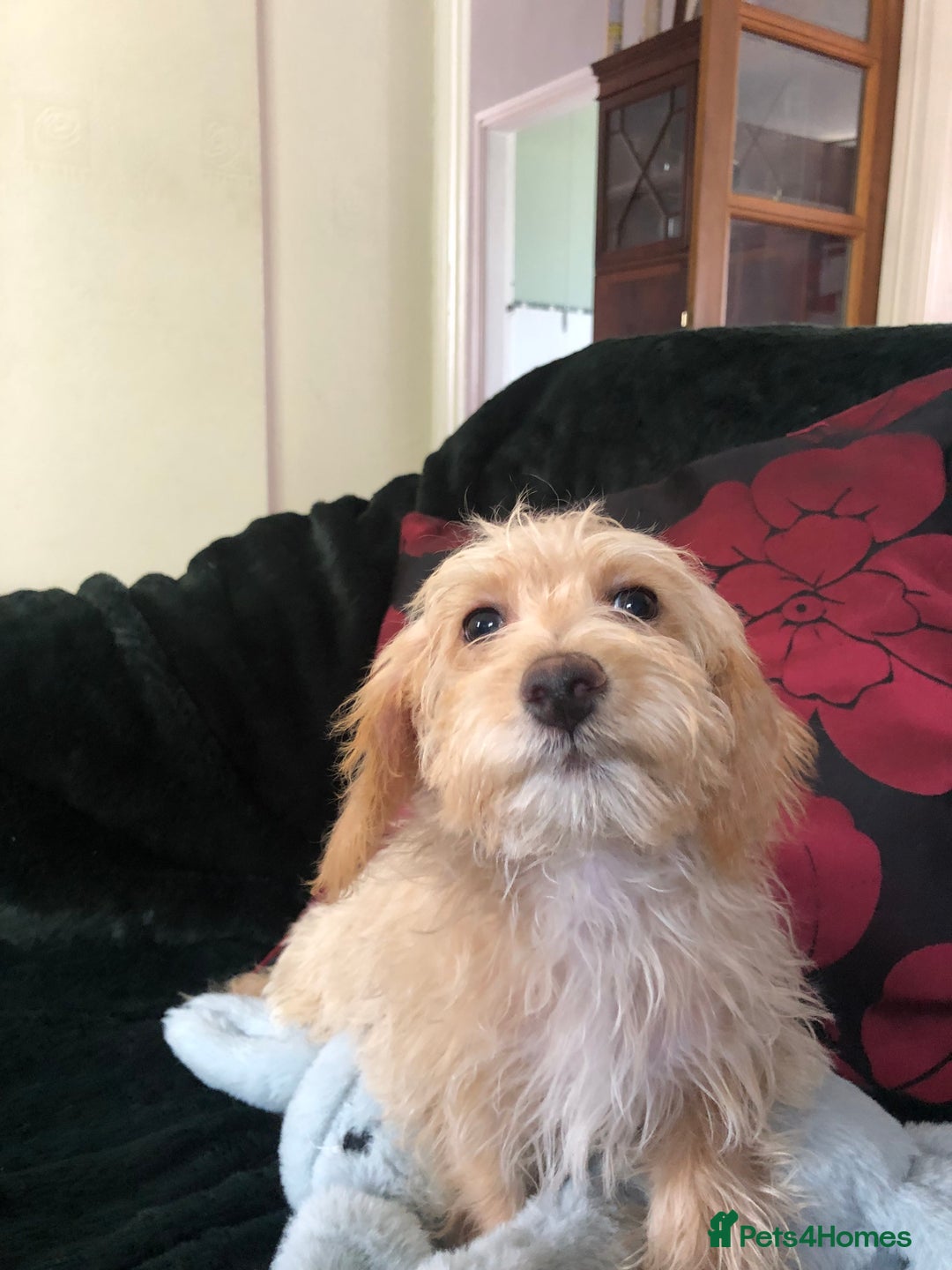 Mixed Breed dogs for sale: shihtzu x toy poodle puppies for sale - Image 24