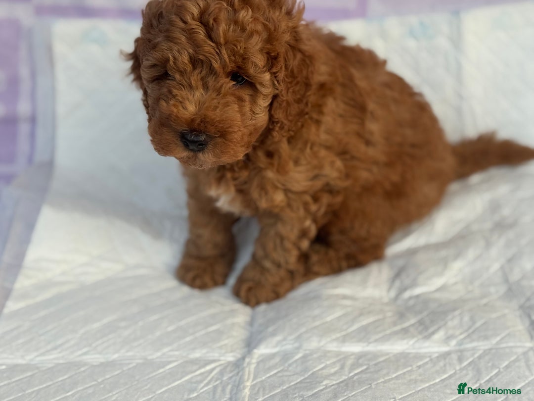 Cockapoo dogs for sale: Gorgeous Cockerpoo F1b - Image 30