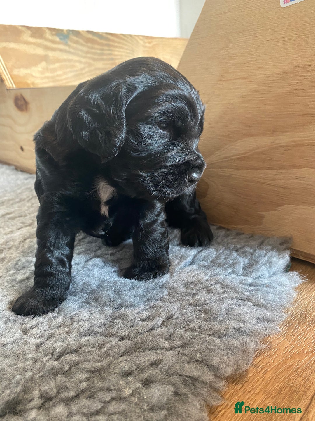 Cocker Spaniel dogs for sale: Working cocker spaniel puppies  - Advert 8